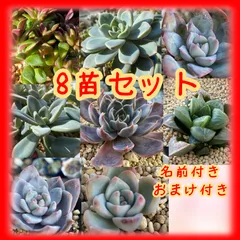 2026年最新】月下美人 苗の人気アイテム - メルカリ