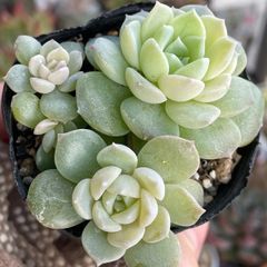 多肉植物　スノーアンジュ 多肉植物 Echeveria スノーアンジュ 特大 | るる農園~多肉植物専門