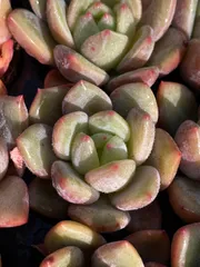 新発売　XP30　シャンパン　72苗セット　土と根付き　多肉植物　エケベリア　韓国苗　サボテン　詰め合わせ　寄せ植え