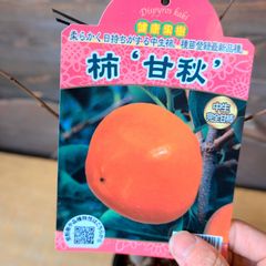 びわ 大房 おおぶさ 苗木 果樹高さ約100cm5号ポット接木 - メルカリ