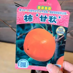 柿 甘秋【苗木】 1ポット販売 おまかせ特価 ポットのまま発送