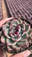 【18株の抜き苗セット】トスカネリー　多肉植物　佐川急便発送　エケベリア　韓国苗　Z2545