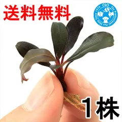 2026年最新】ブセファランドラ レッドの人気アイテム - メルカリ