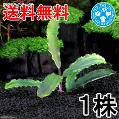 2026年最新】ブセファランドラ 群生の人気アイテム - メルカリ