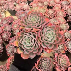 2026年最新】雫 多肉の人気アイテム - メルカリ