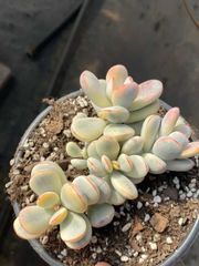 54株の抜き苗セット】アイスグリーン 多肉植物 佐川急便発送