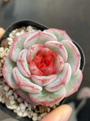 多肉植物　韓国苗　アイスグリーン　大きめ　抜き苗 多肉植物 韓国苗 アイスグリーン 大きめ 抜き苗 - メルカリ