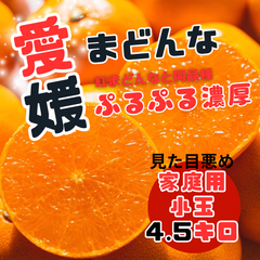 【訳あり家庭用小玉】愛媛県産　愛果28号(紅まどんな) 4.5キロ　みかん　紅マドンナ