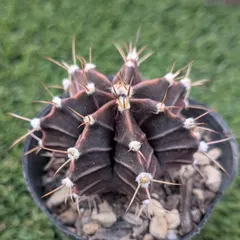 2026年最新】王冠竜の人気アイテム - メルカリ