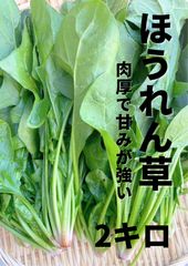 苗の専門店から発送‼️晩生種もみじ3号‼️150本‼️玉ねぎ苗 - メルカリ