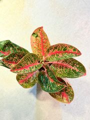Yuyu様専用【極美タコ足/超極太/塊根植物】アデニウム モラゴット タコ