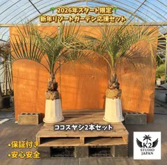 🌴ココスヤシシルバーリーフ 2本セット🌴【南国スタイル寝巻き済み】