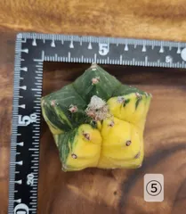 鸞鳳玉錦 アストロフィツム（ランポー玉錦）斑入り 良斑 星型 カット苗