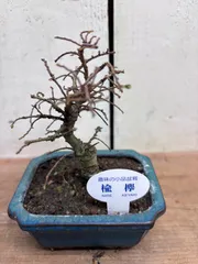 2026年最新】楡欅盆栽の人気アイテム - メルカリ