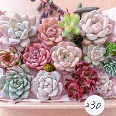 230.238  田代様  多肉植物寄せ植えセット