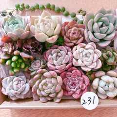 231 多肉植物寄せ植えセット