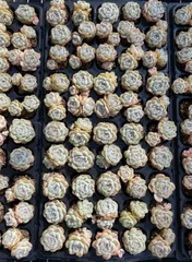 X241×50苗  土付き 新入荷 多肉植物 詰め合わせ エケベリア サボテン 韓国苗