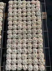 ヒューミリス X250×105苗  土付き 新入荷 多肉植物 詰め合わせ エケベリア サボテン 韓国苗