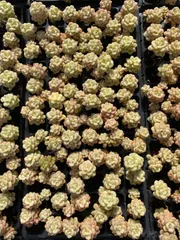 X4×72苗  土付き 新入荷 多肉植物 詰め合わせ エケベリア サボテン 韓国苗