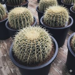 希少な特大サイズ　特特大　特大サイズ　フェロカクタス　赤鳳　12号　尺2サイズ 希少な特大サイズ 特特大 特大サイズ フェロカクタス 赤鳳 12号 尺2