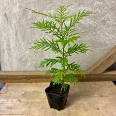グレビレア ロブスタ 鉢植え 苗 オージープランツ - メルカリ