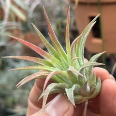 現品＊ 肉厚大株＊ ビッグになる品種＊ チランジア  イオナンタ マッドマックス Tillandsia ionantha MAD MAX＊エアプランツ＠フラワーショップ江口