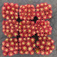 ▇育成管理中につき一時出品停止「スプレンダー」☆カクトロコさん苗 抜き苗★札つき プロフをご確認下さい様 専用 - メルカリ