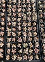 X11×72苗  土付き 新入荷 多肉植物 詰め合わせ エケベリア サボテン 韓国苗