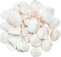 Ａｚｍｉｏ Azmio 貝殻 シェル アクセサリーパーツ DIY 手芸用品 白 ネイルパーツ ハンドメイド (shell)