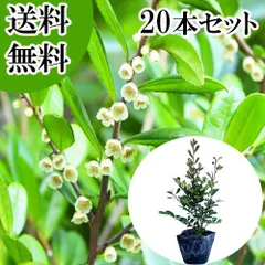 2026年最新】ヒサカキ 苗の人気アイテム - メルカリ