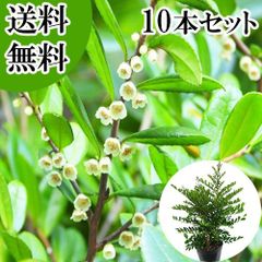 ✴️超お得✴️ ⑩ポット分！ヤマト配送付き✴️ 斑入りグリーン