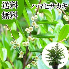 モキハナビーズレイ 4本セット フラダンス用 円周約150cm - メルカリ