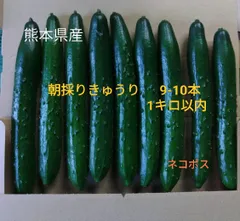 熊本県産　きゅうり　Мサイズ　ネコポス1キロ以内