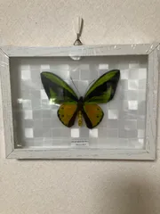 2026年最新】ゴライアス標本の人気アイテム - メルカリ