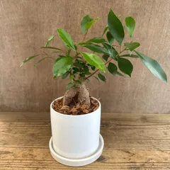 ガジュマル 白陶器鉢 現品 鉢植え Ficus microcarpa フィカス ミクロカルパ 多幸の木  幸せを呼ぶ木 観葉植物 観葉 植物 珍奇植物 珍奇 珍しい 塊根植物 塊根 コーデックス インテリア  おしゃれ 開店祝い 新築祝い お祝い 祝い