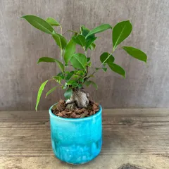 ガジュマル 現品 鉢植え Ficus microcarpa フィカス ミクロカルパ 多幸の木  幸せを呼ぶ木 観葉植物 観葉 植物 珍奇植物 珍奇 珍しい 塊根植物 塊根 コーデックス インテリア  おしゃれ 開店祝い 新築祝い お祝い 祝い 爽やか