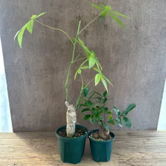 ★パキラ・ガジュマル 2種セット ① 多幸の木  幸せを呼ぶ木 観葉植物 観葉 植物 珍奇植物 珍奇 珍しい 塊根植物 塊根 コーデックス インテリア  おしゃれ 発財樹 モンキーツリー カイエンナッツ カイエンナット