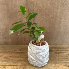 ★ガジュマル ① 陶器鉢 現品 鉢植え Ficus microcarpa フィカス ミクロカルパ 多幸の木  幸せを呼ぶ木 観葉植物 観葉 植物 珍奇植物 珍奇 珍しい 塊根植物 塊根 コーデックス インテリア  おしゃれ