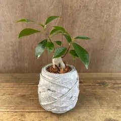 ★ガジュマル ② 陶器鉢 現品 鉢植え Ficus microcarpa フィカス ミクロカルパ 多幸の木  幸せを呼ぶ木 観葉植物 観葉 植物 珍奇植物 珍奇 珍しい 塊根植物 塊根 コーデックス インテリア  おしゃれ