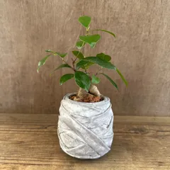 ★ガジュマル ③ 陶器鉢 現品 鉢植え Ficus microcarpa フィカス ミクロカルパ 多幸の木  幸せを呼ぶ木 観葉植物 観葉 植物 珍奇植物 珍奇 珍しい 塊根植物 塊根 コーデックス インテリア  おしゃれ