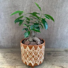 ガジュマル 現品 陶器鉢付き 投げ込み Ficus microcarpa フィカス ミクロカルパ 多幸の木  幸せを呼ぶ木 観葉植物 観葉 植物 珍奇植物 珍奇 珍しい 塊根植物 塊根 コーデックス インテリア  おしゃれ 開店祝い 新築祝い お祝い 祝い