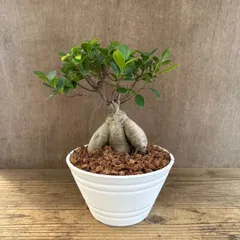 ガジュマル７寸 現品 白プラ鉢 Ficus microcarpa フィカス ミクロカルパ 多幸の木  幸せを呼ぶ木 観葉植物 観葉 植物 珍奇植物 珍奇 珍しい 塊根植物 塊根 コーデックス インテリア  おしゃれ