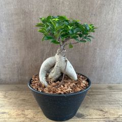 極太幹】ガジュマル 多幸の樹 幸福の木 観葉植物 インテリア 風水 人気