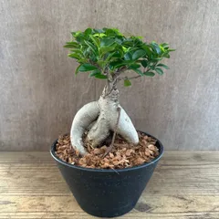 ガジュマル７寸 現品 黒プラ鉢 Ficus microcarpa フィカス ミクロカルパ 多幸の木  幸せを呼ぶ木 観葉植物 観葉 植物 珍奇植物 珍奇 珍しい 塊根植物 塊根 コーデックス インテリア  おしゃれ