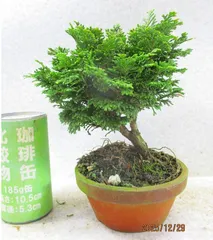 2026年最新】津山檜盆栽の人気アイテム - メルカリ