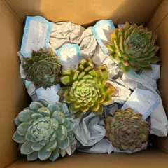 エケベリア Aセット カット苗 5個セット（３７３５７０）