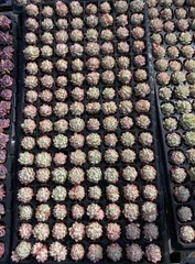 X352×128苗  土付き 新入荷 多肉植物 詰め合わせ エケベリア サボテン 韓国苗