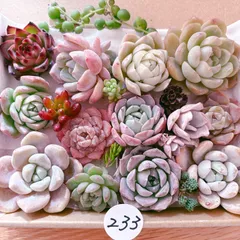 233 多肉植物寄せ植えセット
