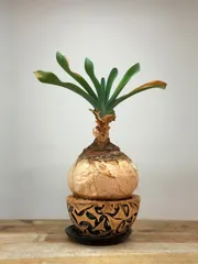 2026年最新】ブーファン ハエマンソイデスの人気アイテム - メルカリ