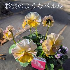 プティフール チェリー ビオラ ハルグリン 送料込み - メルカリ